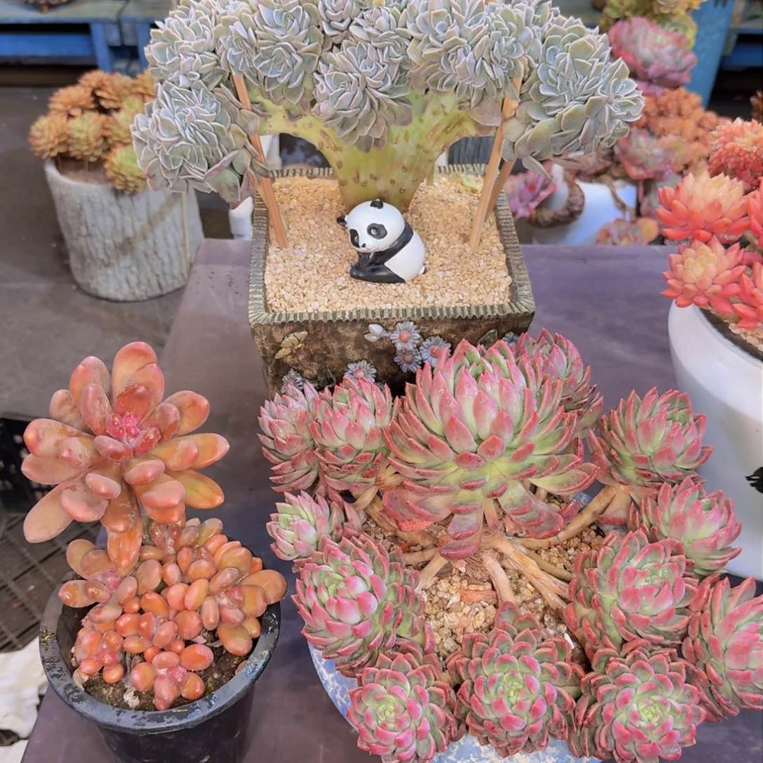 用****2多肉植物的生长发育