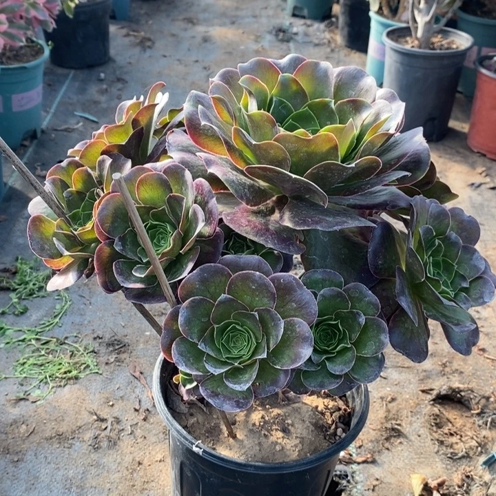魅金玫瑰多肉植物45。
