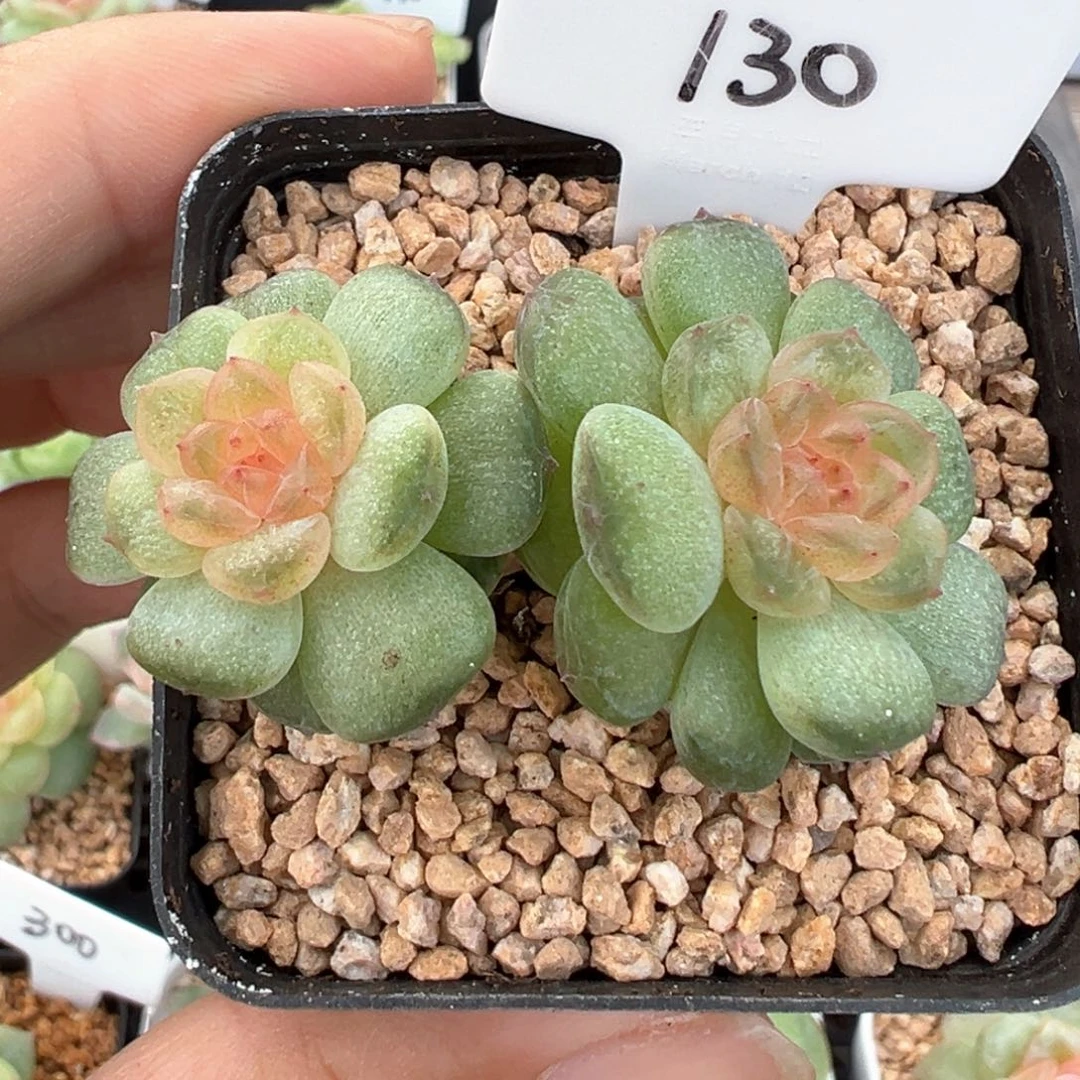 130号风花雪月系列流萤