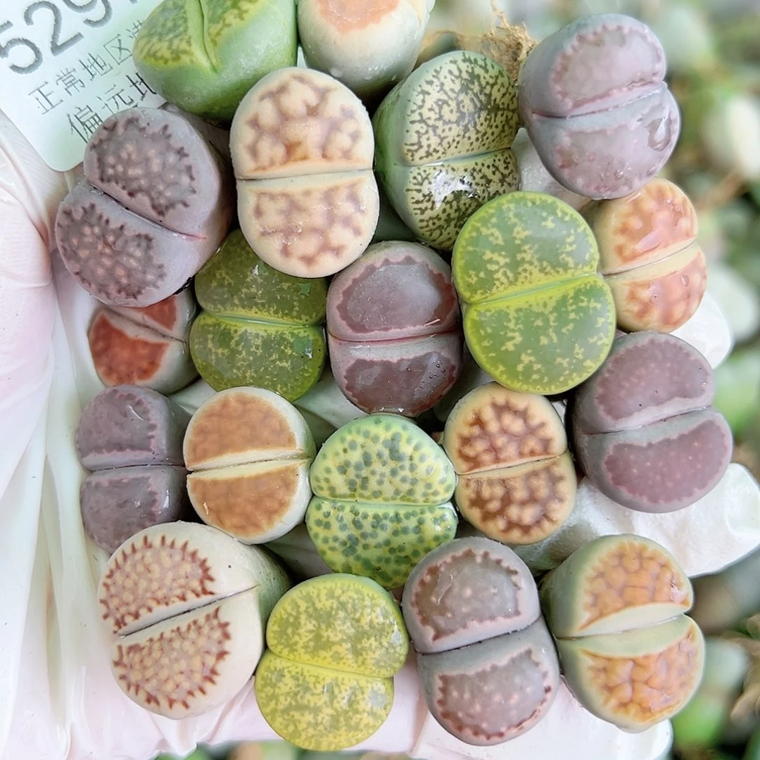 5297 好养易活生石花大母本20个下播福利