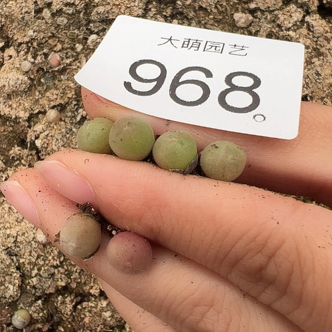 量拍以下1颗空蝉。   968