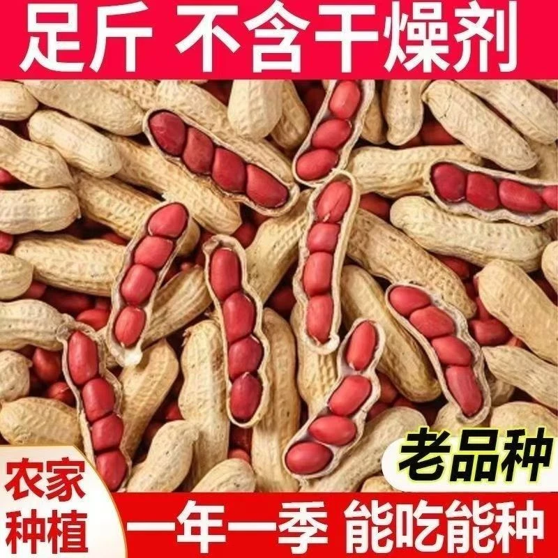 【新货上市】25年带壳红衣花生四粒红花生米新鲜花生水煮湿花生
