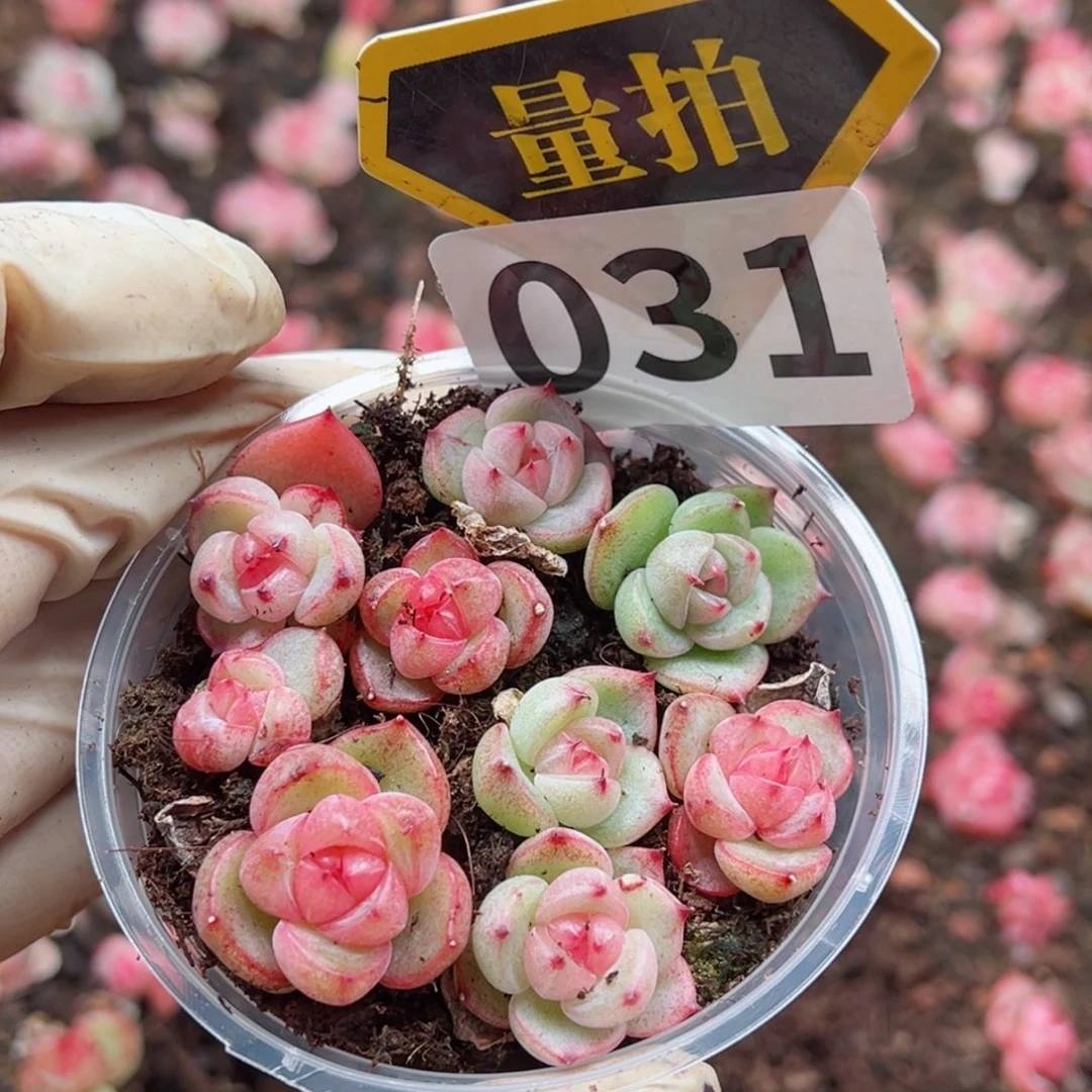 多肉植物多肉植物