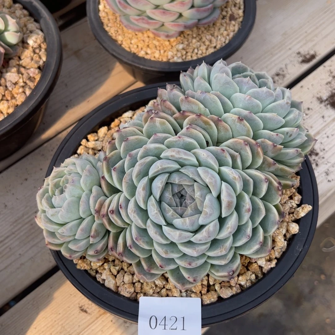 陌**开0421多肉多多多多多