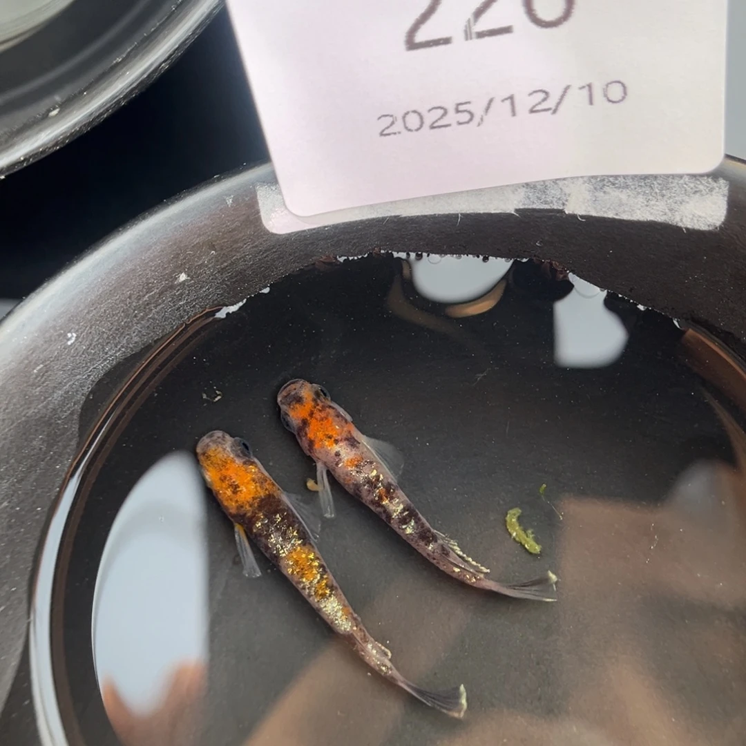 青鳉鱼226lu04一对