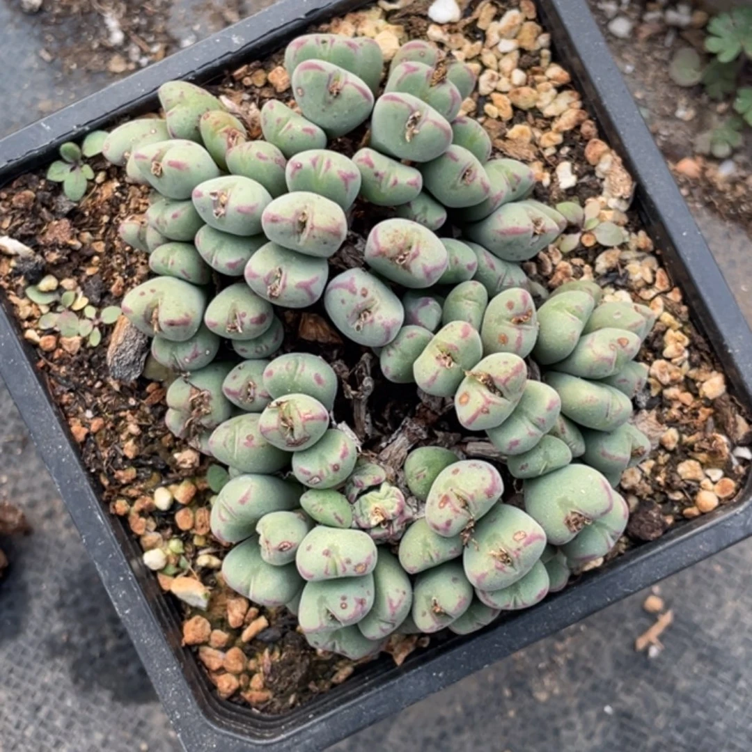 非偏远满20包邮731