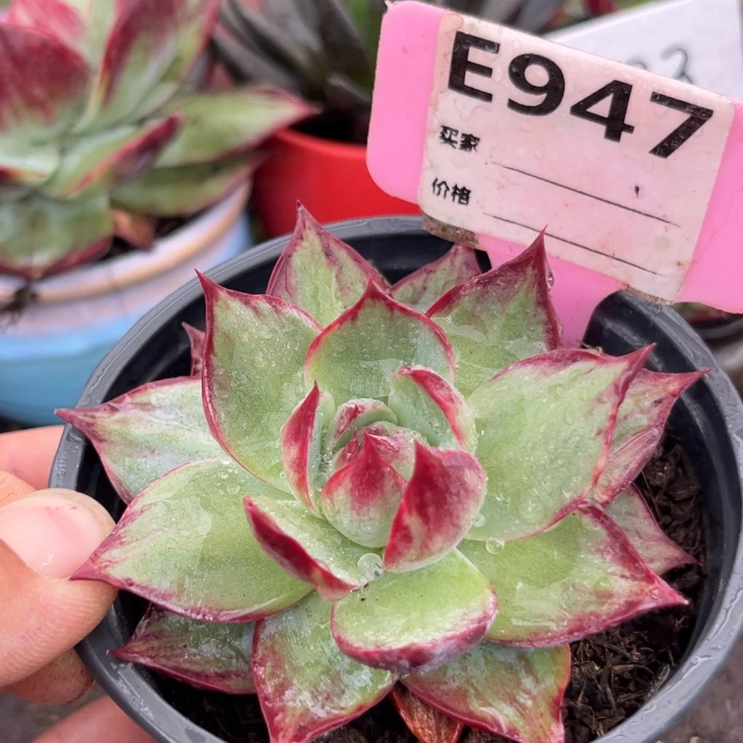 惊鸿仙子多肉植物947