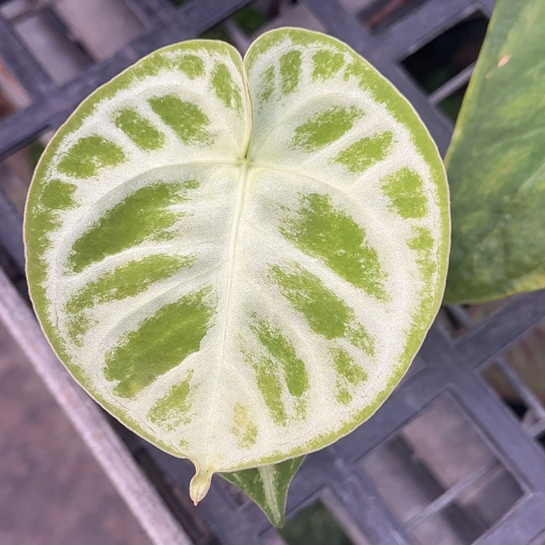 不***地无花朵X17铜锣烧福利