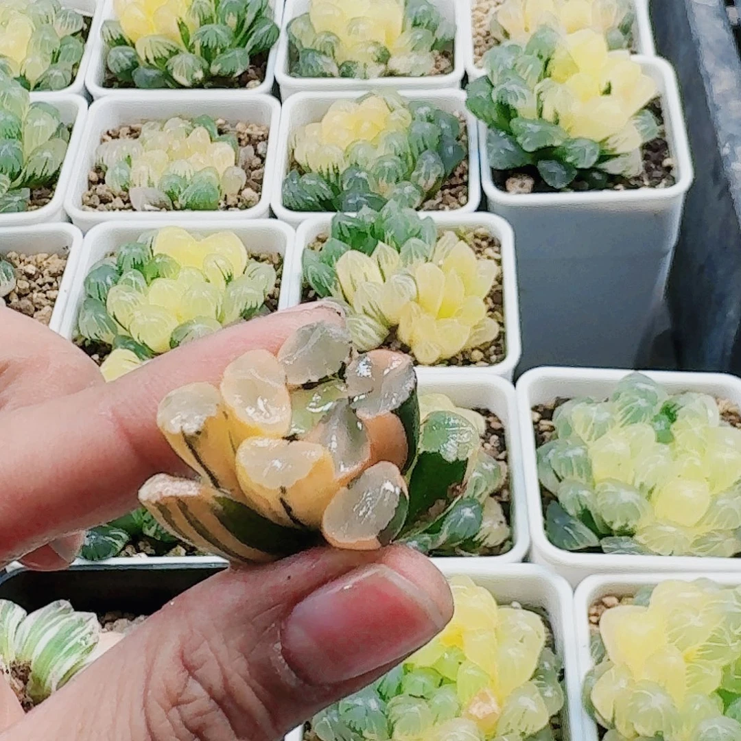 无花朵十二卷 蜃气楼万象锦 裸根