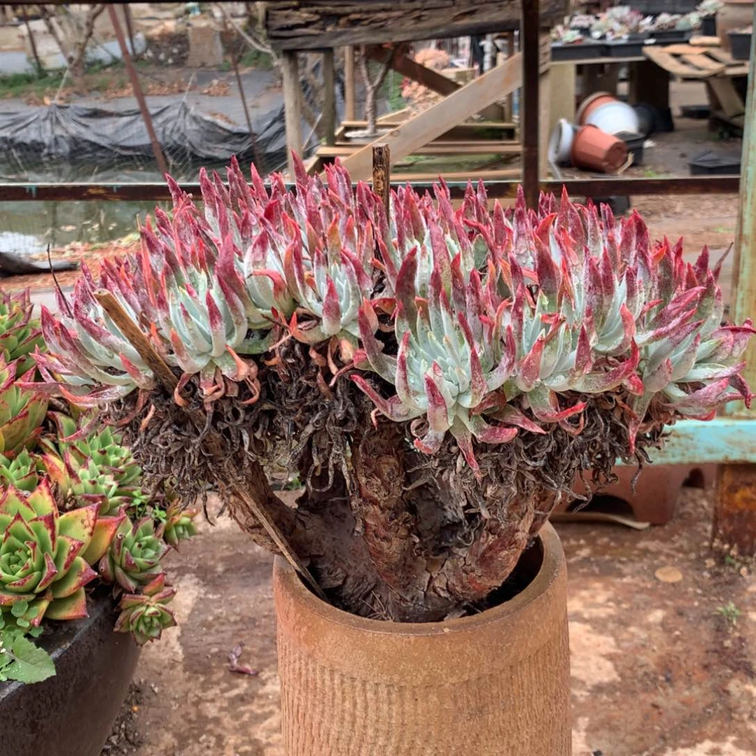 文森特，2月8日发货多肉