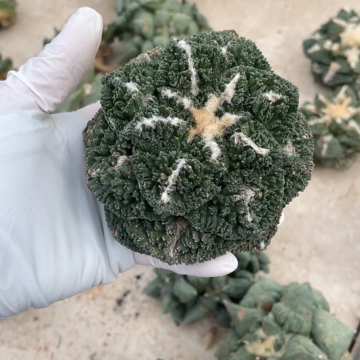 自根哥斯拉瑕疵特价