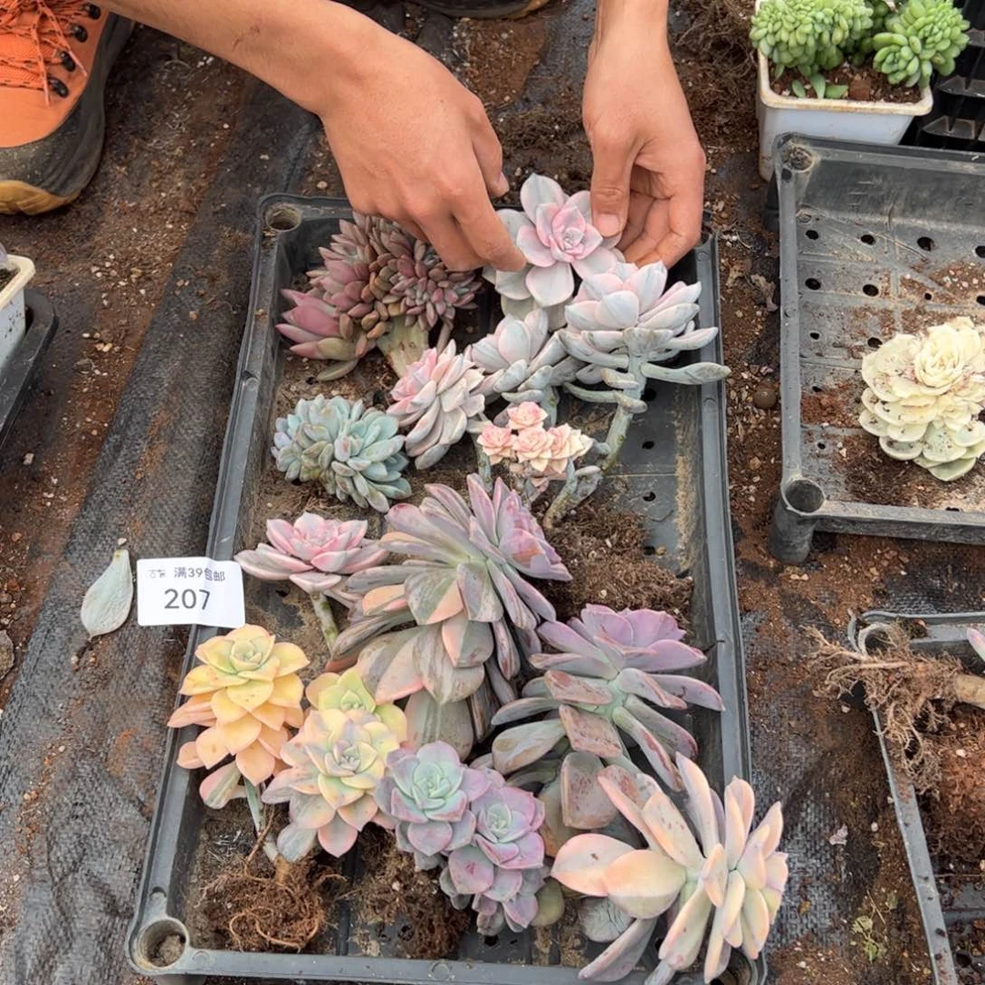 207紫乐锦老桩多肉植物