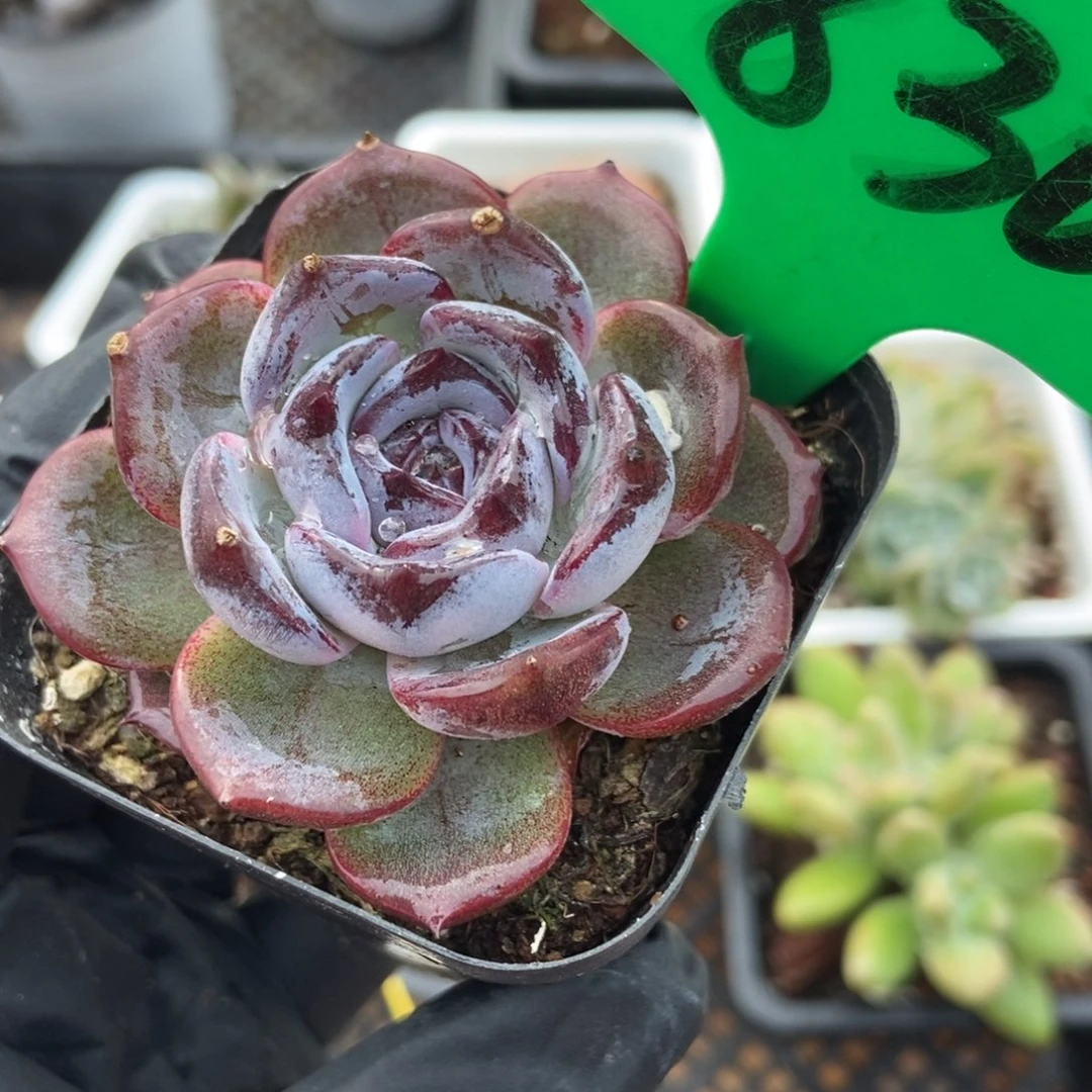 830黑橙多肉植物多肉