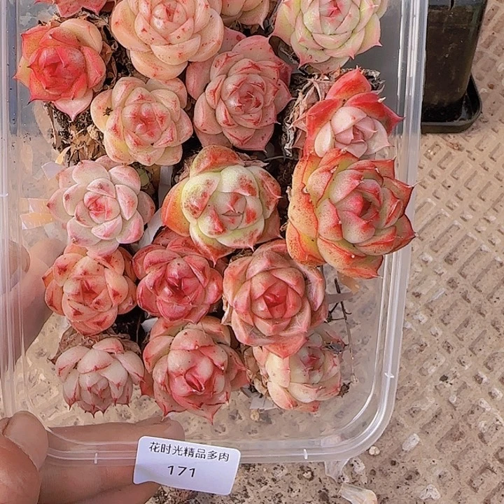 花时光精品多肉171