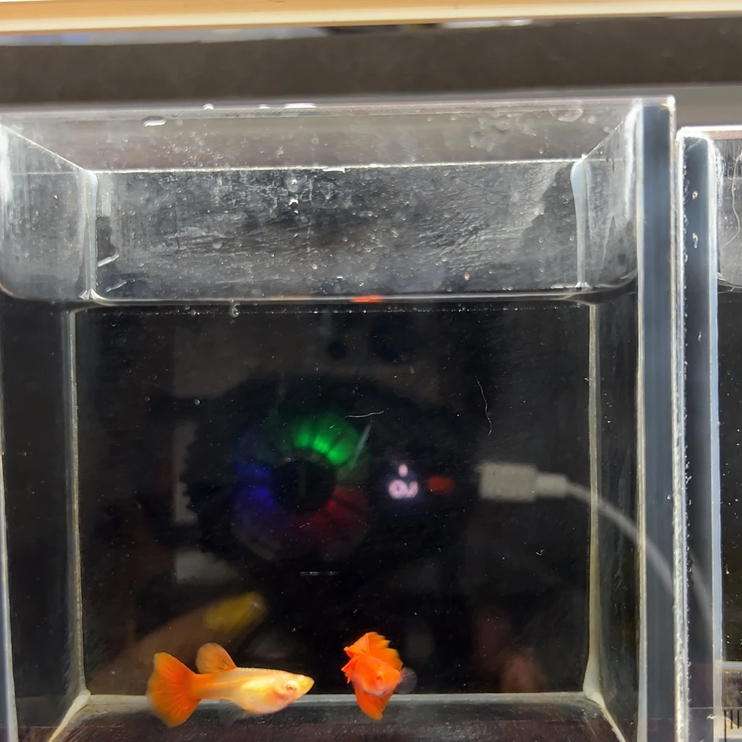 孔雀鱼全红大背一对