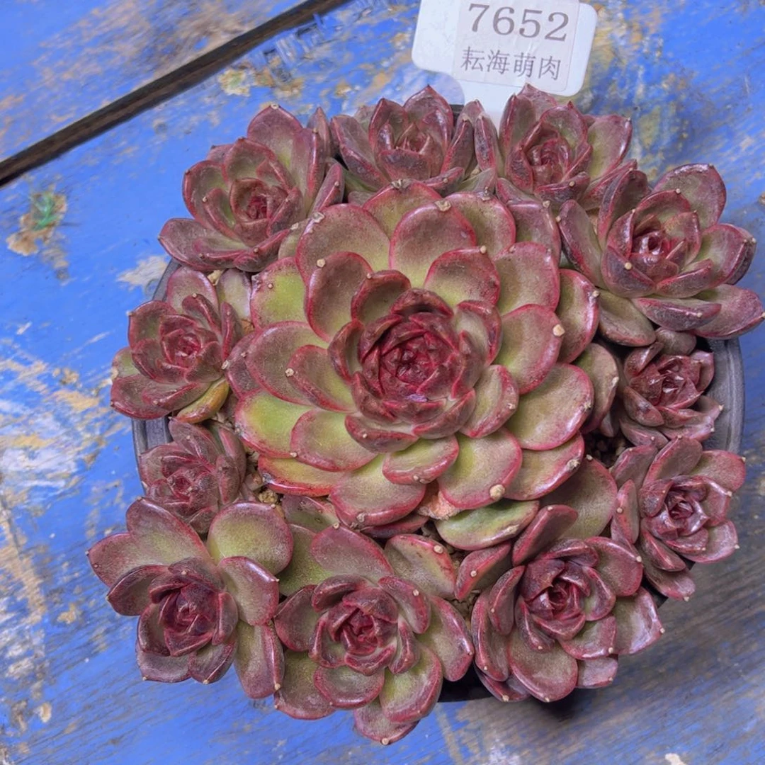 溜溜球7652多肉植物