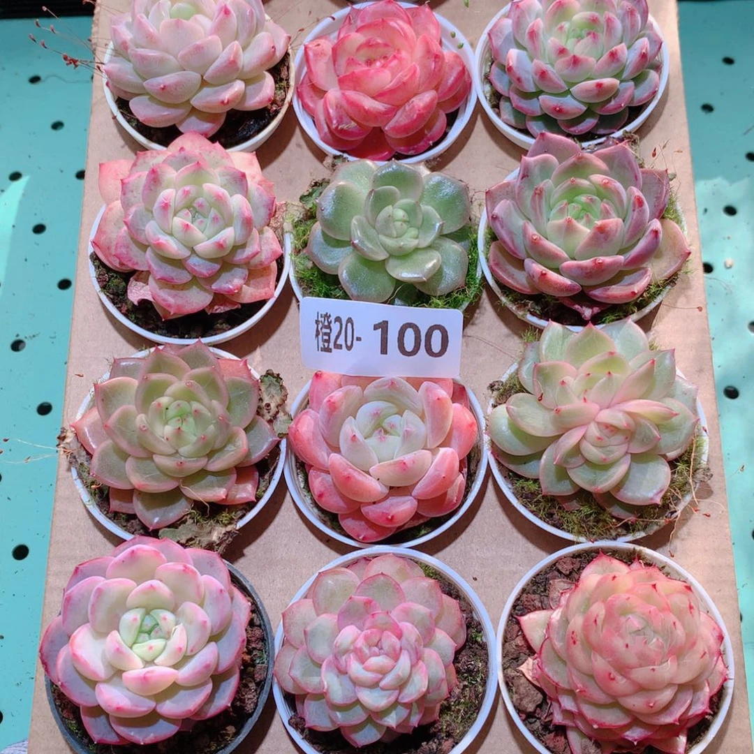 20-100一物一拍多肉带盆18颗