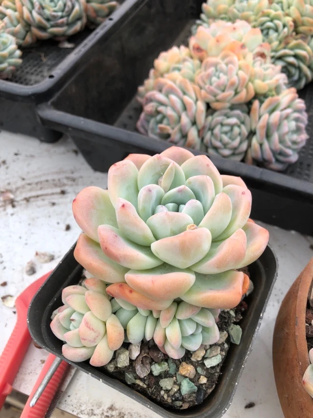 冰玉一颗无砍无掐