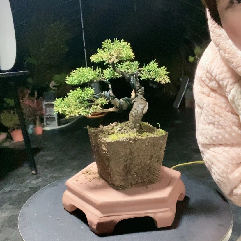 【闪购商品】盆景盆景艺术