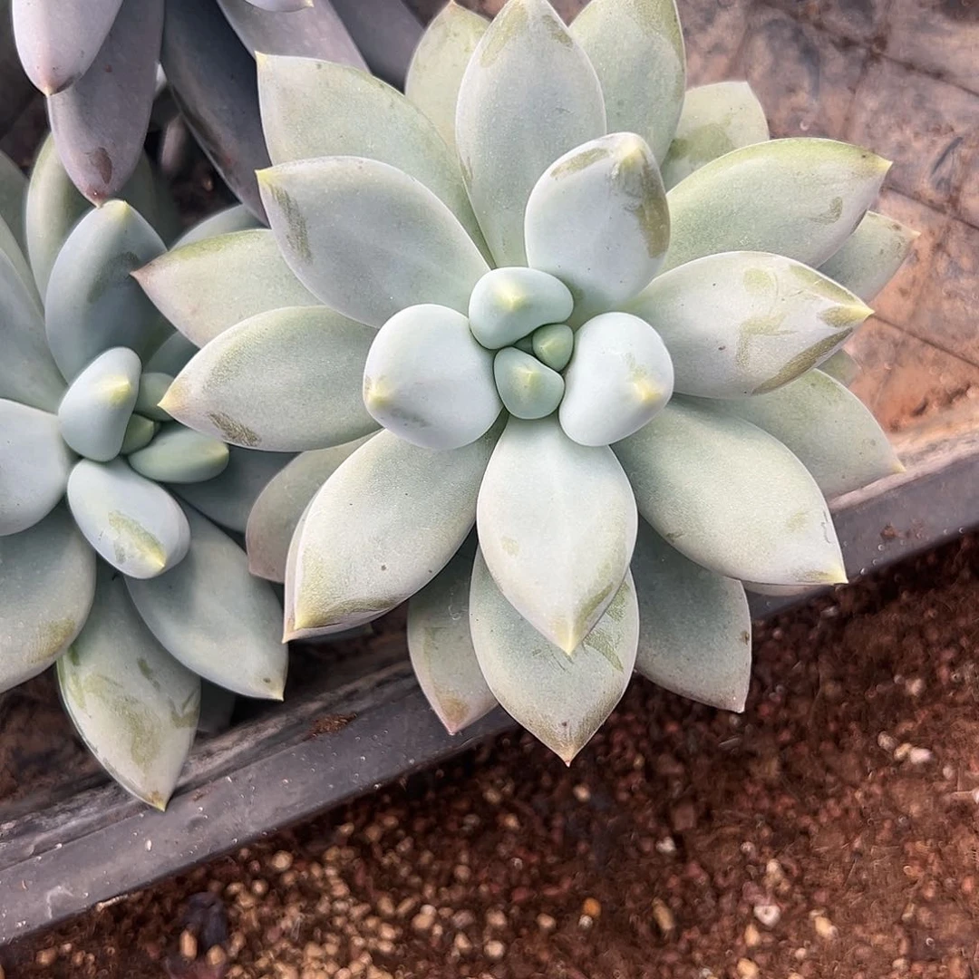 【闪购商品】胖体哥特单头