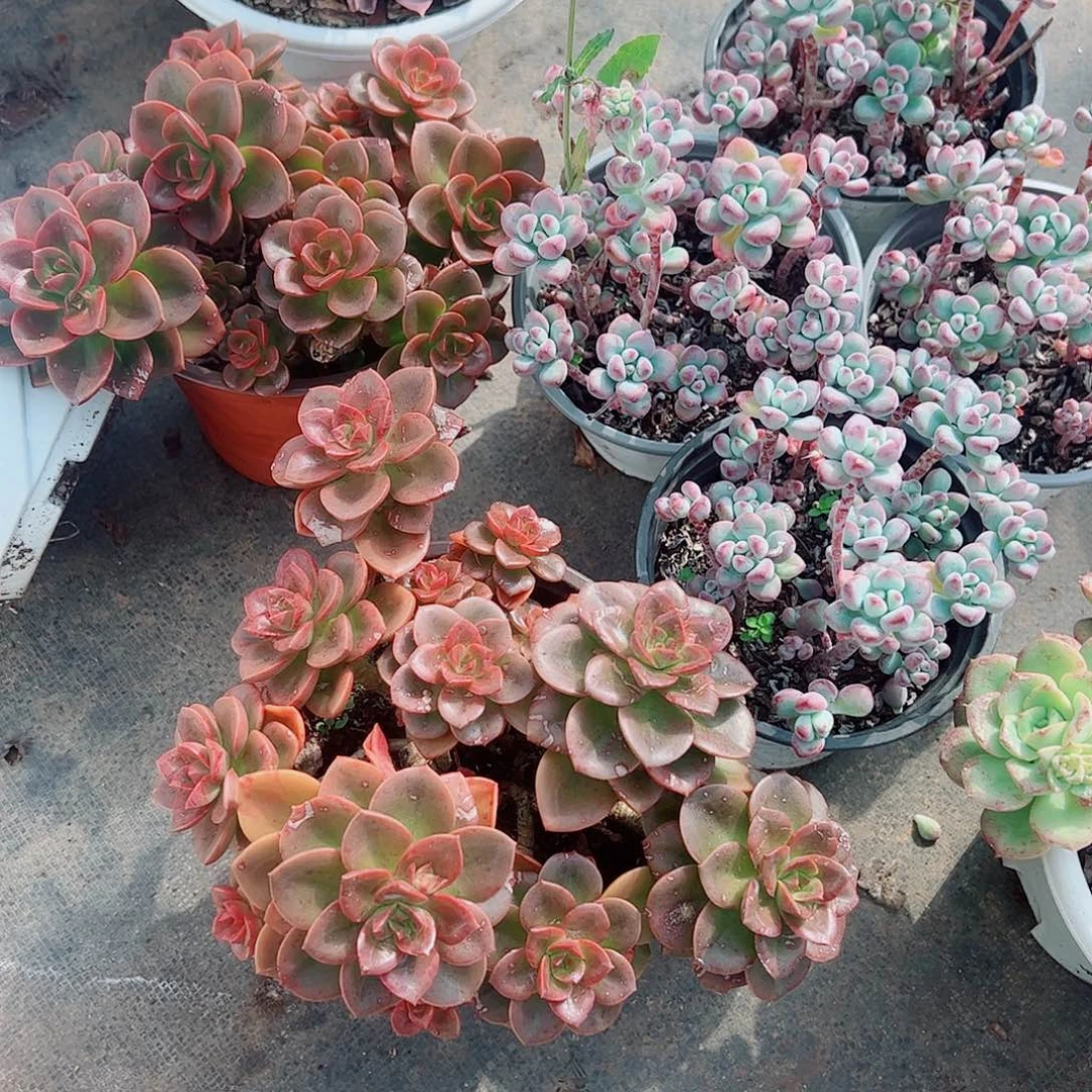 巧克力玫瑰多头造型精品