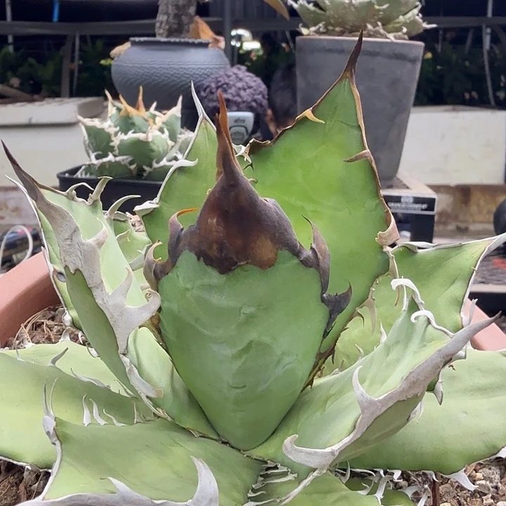 野二77777777777777