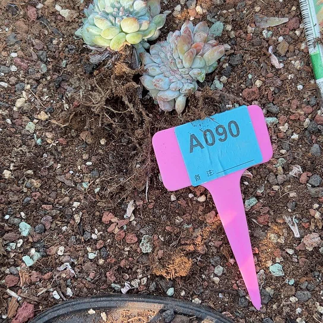 齐***琪多肉植物一物一拍