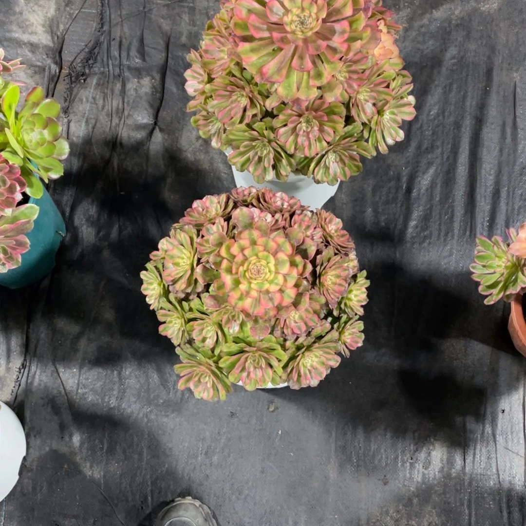 未*！漂亮漂亮漂亮漂亮漂亮