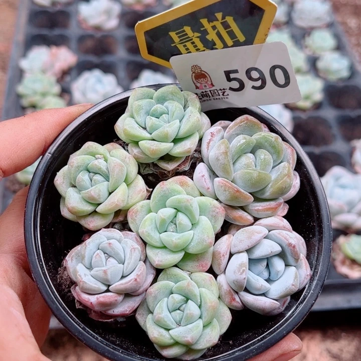 多肉植物多肉植物
