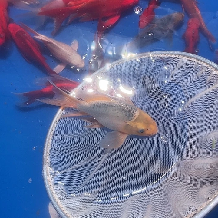 海水鱼渔场自发10号链接