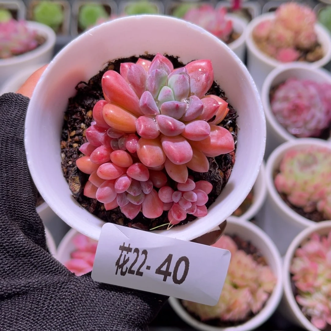 花22-40冰彤带仔