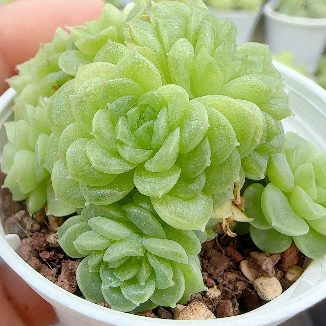 【闪购商品】0923-5优选麦杆