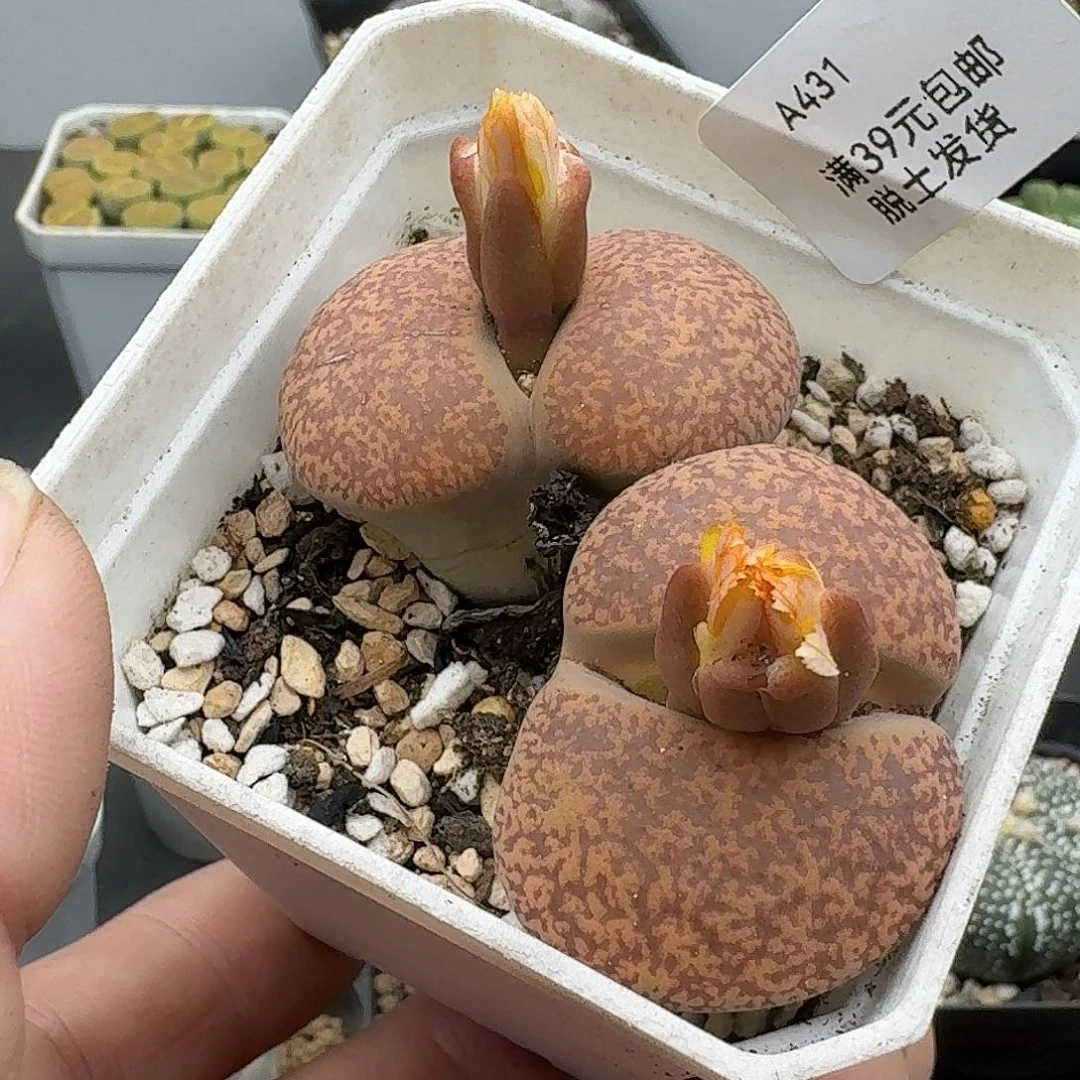 431多肉哈哈哈哈哈哈哈