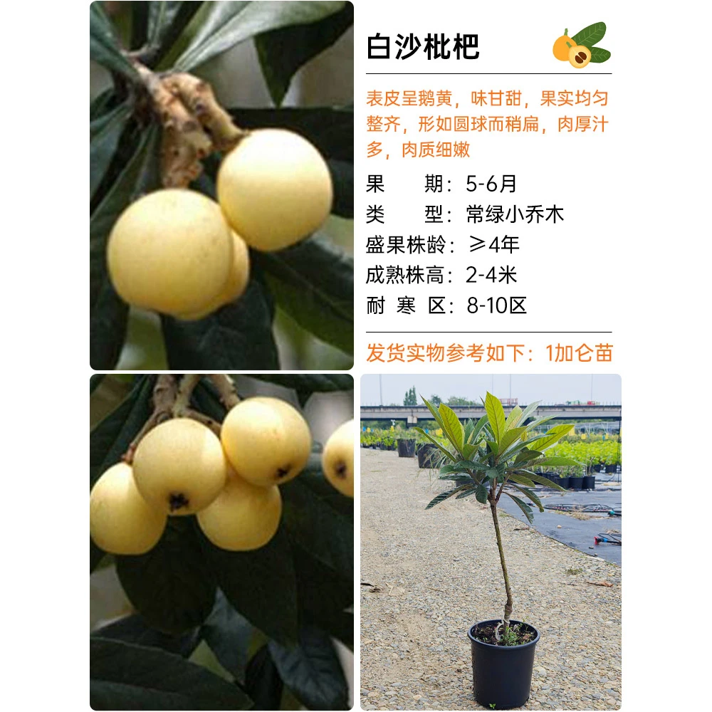 海蒂的花园白沙枇杷果树水果树苗结果盆栽露台庭院地栽种植物苗