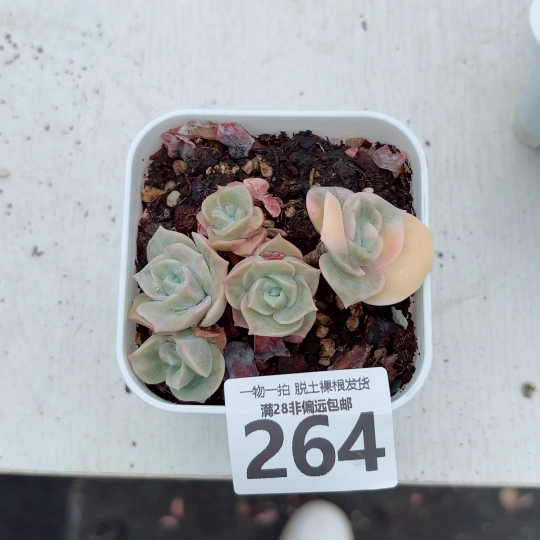 可爱玫瑰锦老桩多肉多肉