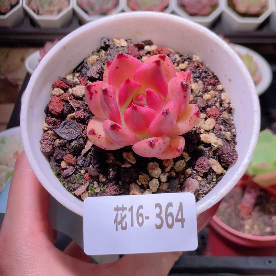花利美16-364红颜密语