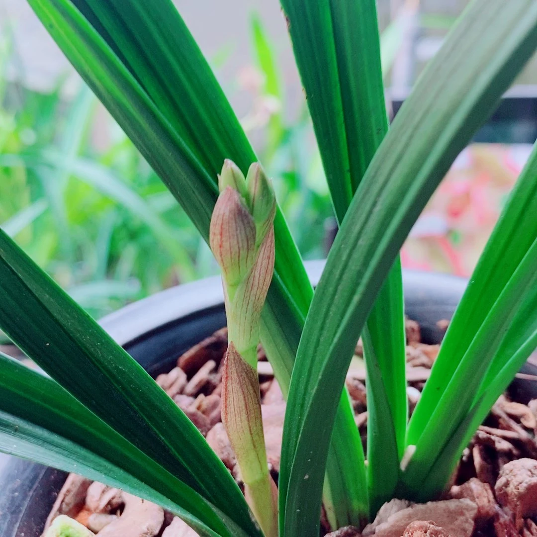 当前无花栽培后可以开花