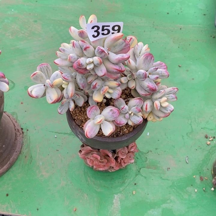 明***云359号福娘锦一颗11111