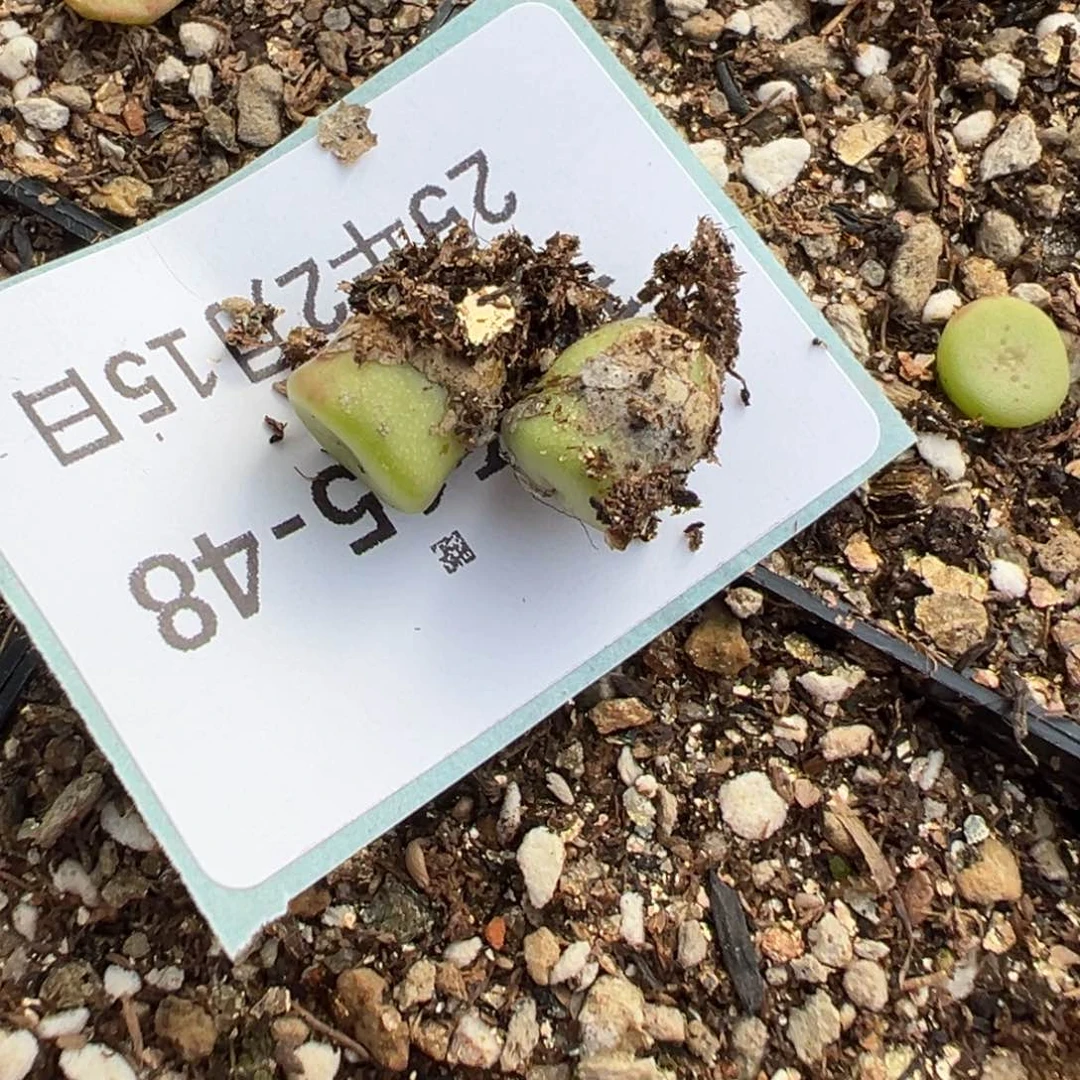 15-48量拍十字纽扣一颗