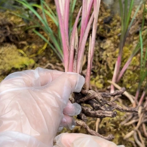 无花朵慧兰红香妃带花苞