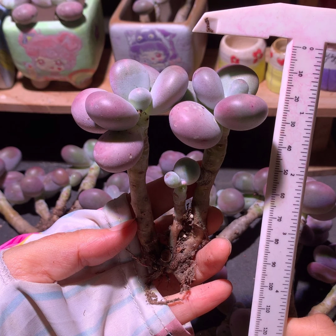 库普奶酪多肉库普