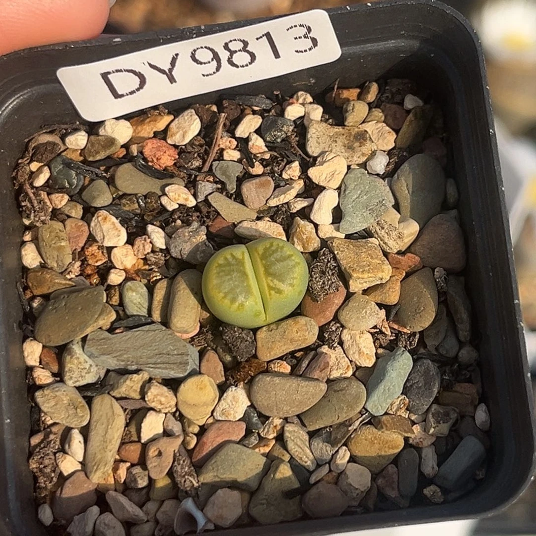 一物一拍绿菊9813