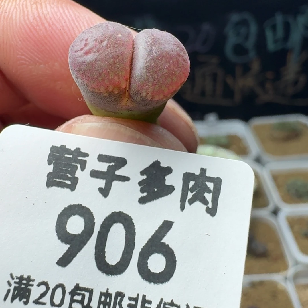 1804.5脱土