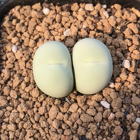 多肉肉锥 双头鸽子蛋