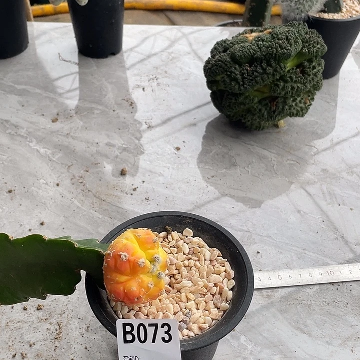 完全开放073栾锦仙人球