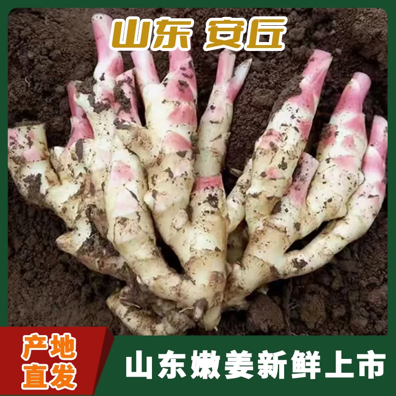 山东安丘 红芽新鲜嫩姜  鲜姜泡菜仔姜醋泡姜 大姜原产地现挖发货