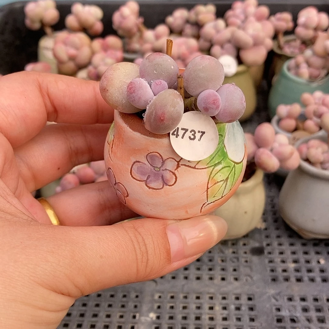 超****。4737蛋黄奶酪带盆土