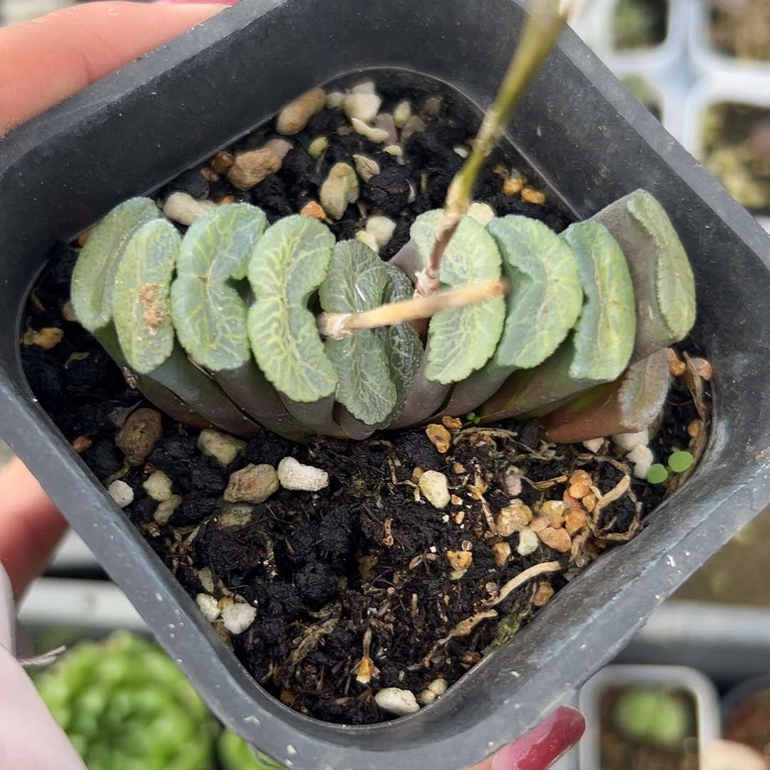 多肉植物多肉植物