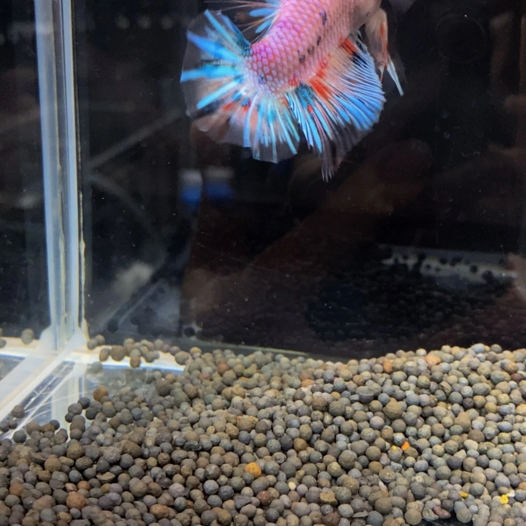 热带鱼公276K****f巨斗