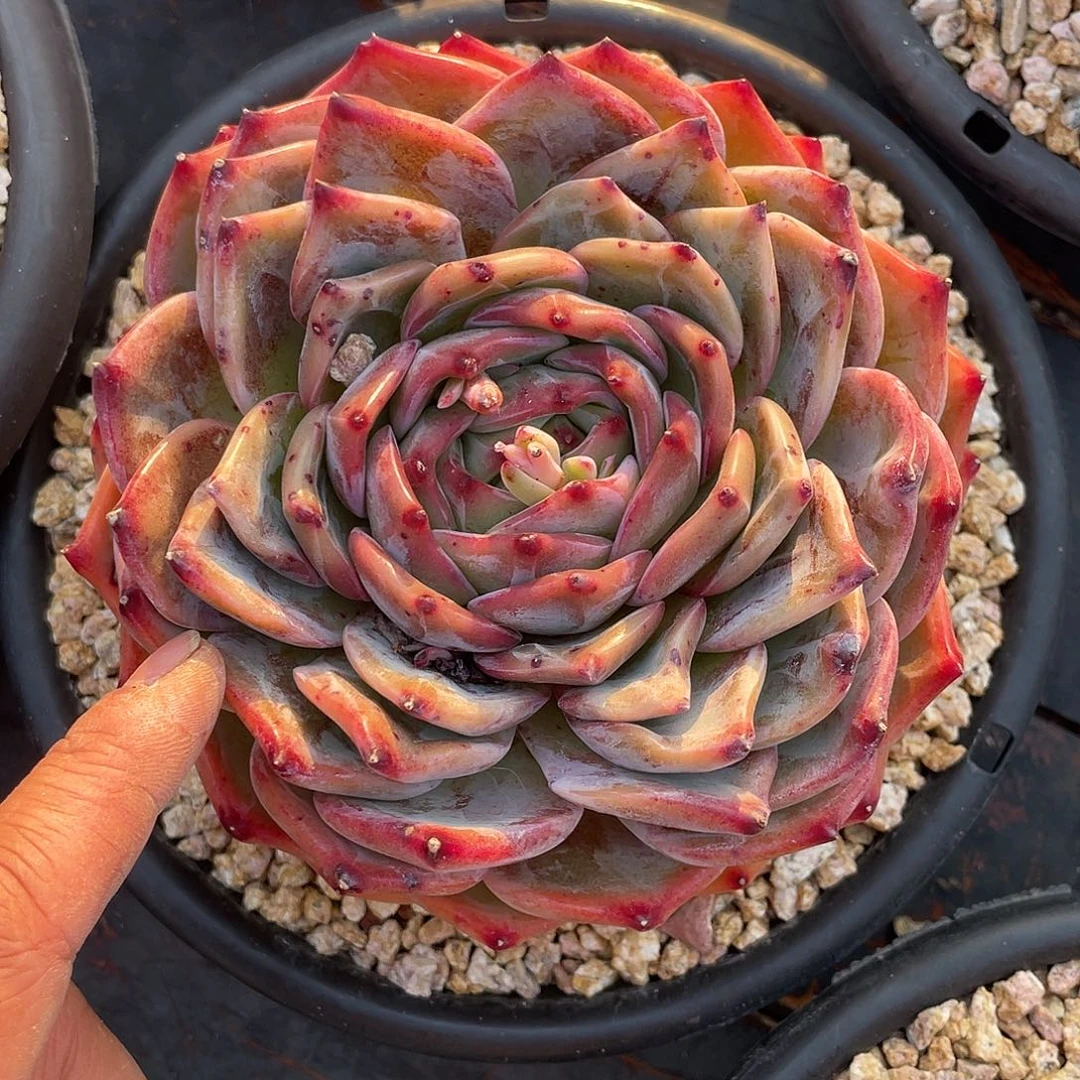 用****6多肉植物一物一拍